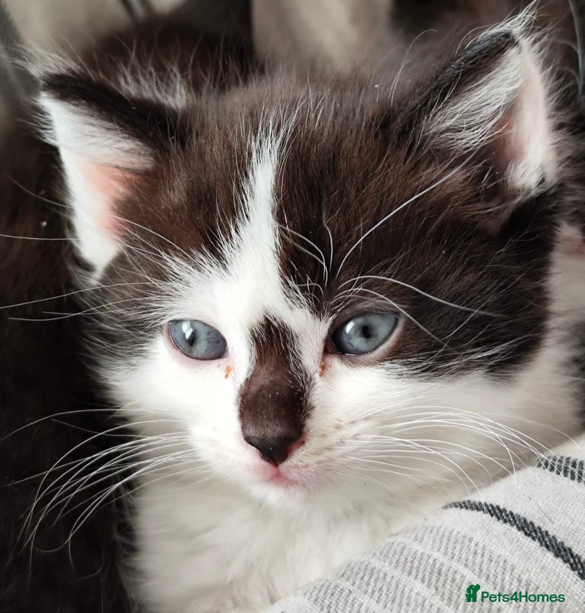 Mixed Breed cats Beautiful kittens  - Advert 8
