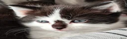 Mixed Breed cats for sale: Beautiful kittens  - Advert 4