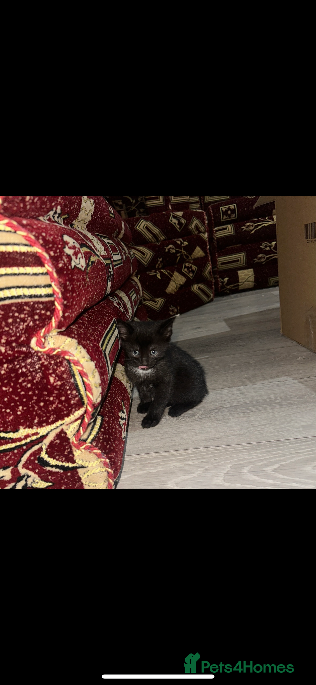 Mixed Breed cats for sale: Cute kittens ready to leave now!! - Advert 2