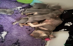 French Bulldog dogs for sale: 2 gorgeous French bulldogs left! - Image 7