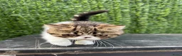 Exotic cats for sale: Hello my name is Agnus - Advert 10