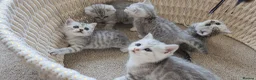 British Shorthair cats for sale: 🏆 Silver British Shorthairs pedigree 🏆  - Advert 4
