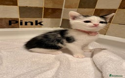 British Shorthair cats for sale: Beautiful kittens  - Image 3