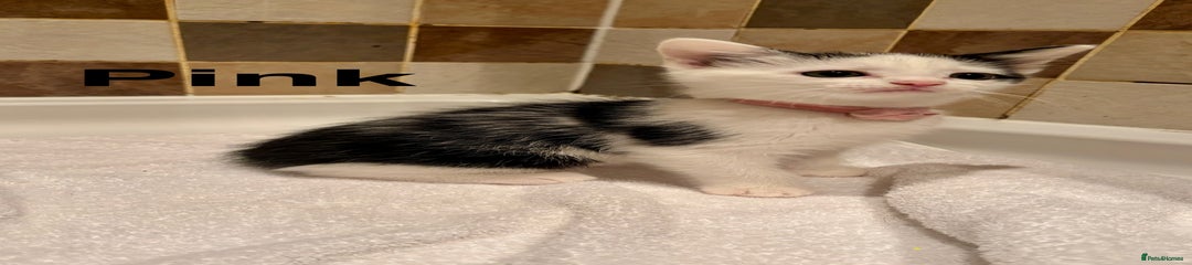 British Shorthair Kitten 2