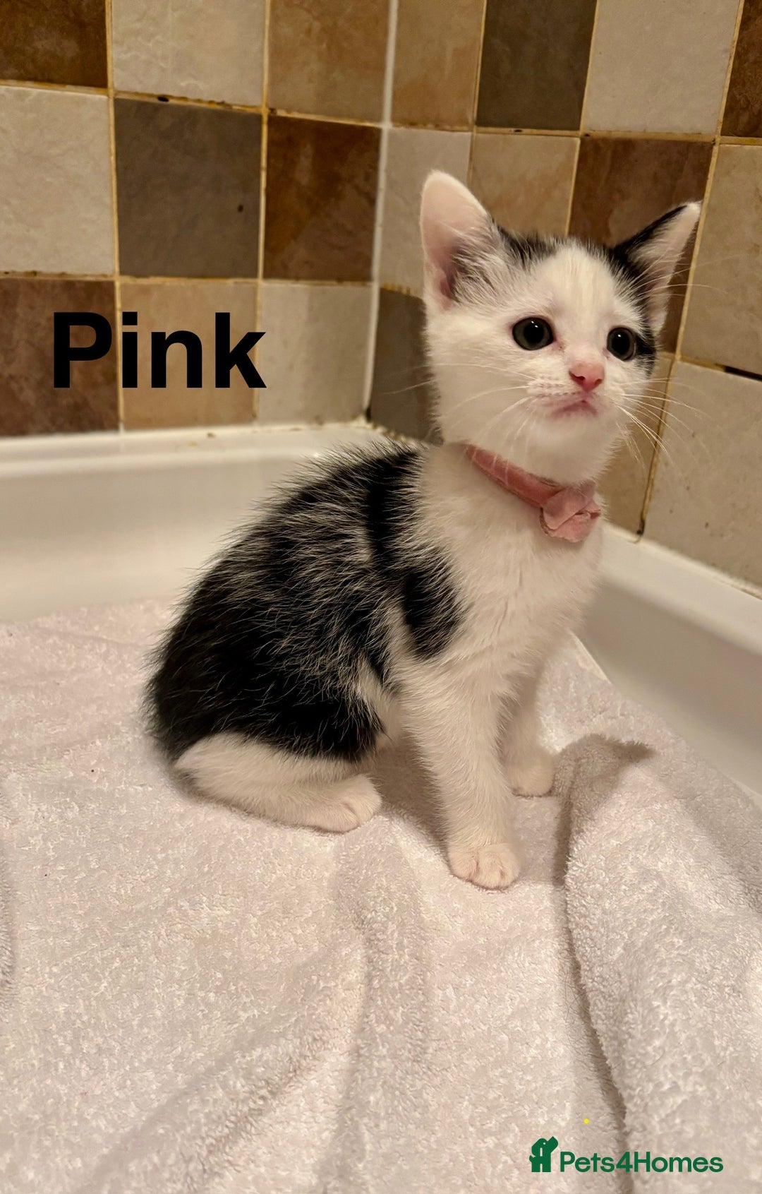 British Shorthair cats for sale: Beautiful kittens  - Image 3