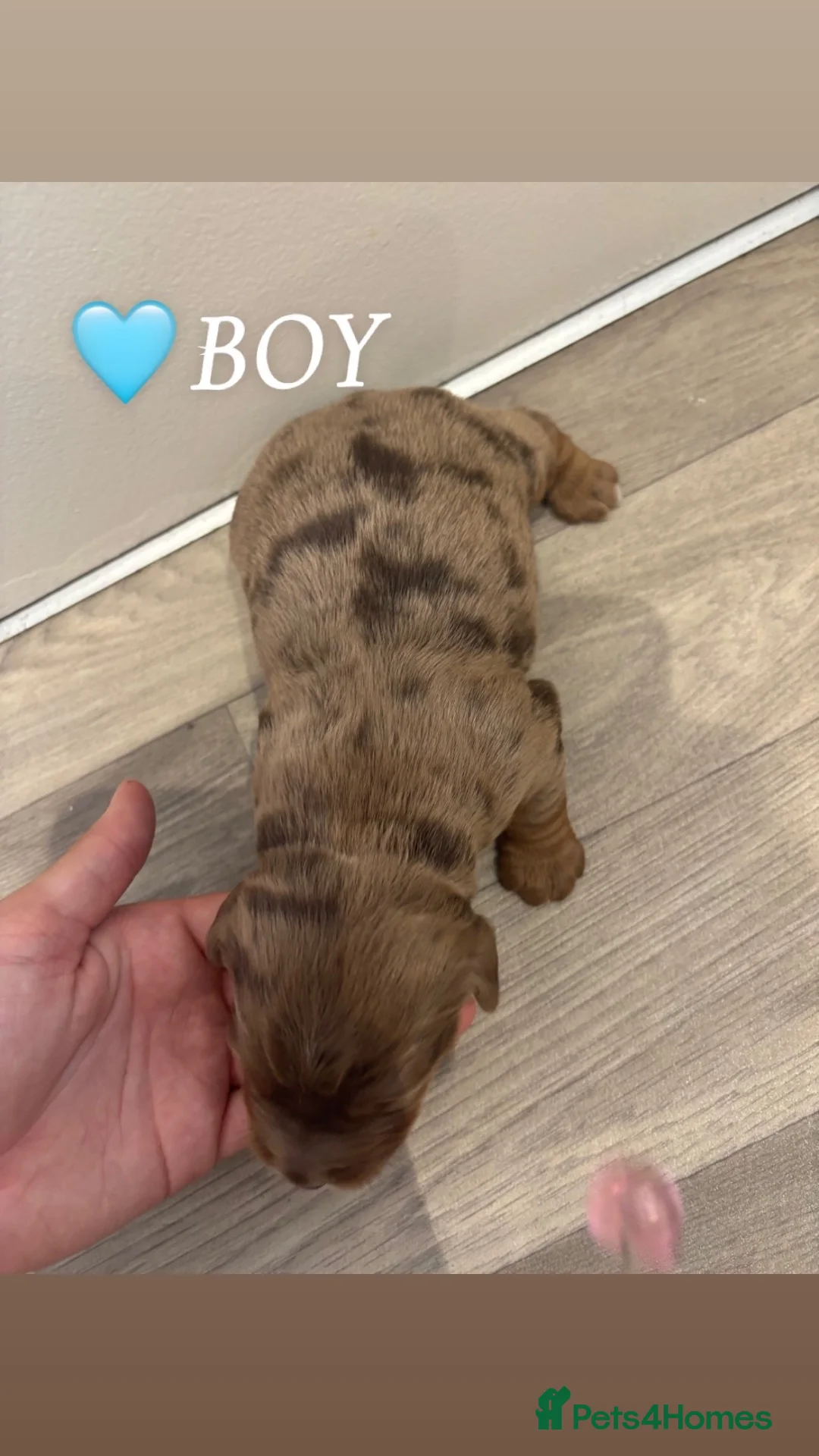 Cocker Spaniel dogs for sale: Cocker spaniel puppies for sale Merle colours!!!! - Advert 2