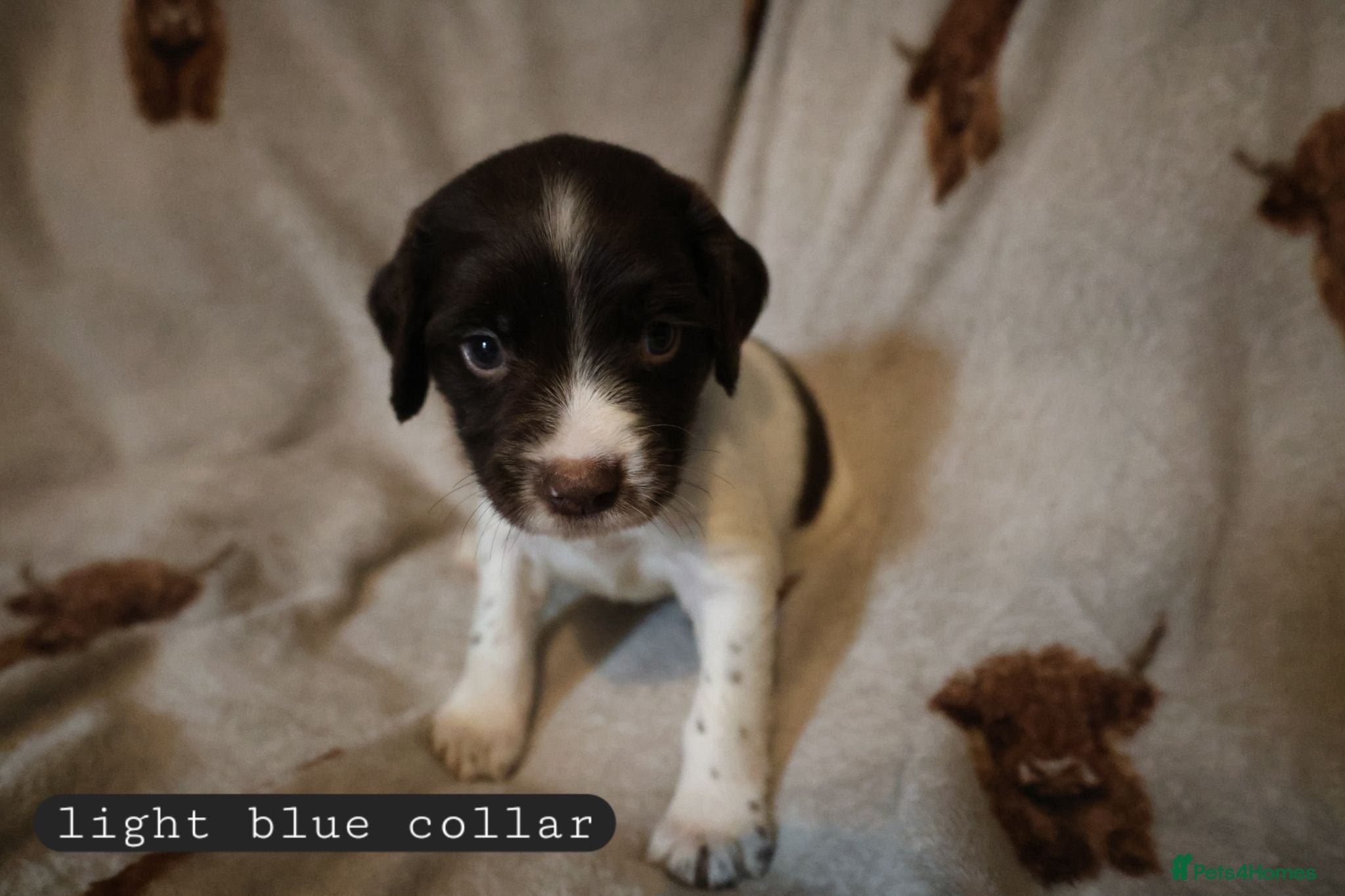 English Springer Spaniel dogs English Springer Spaniel Pups Working / House pets - Advert 18