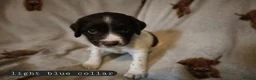 English Springer Spaniel dogs for sale: English Springer Spaniel Pups Working / House pets in Cleator Moor - Advert 12