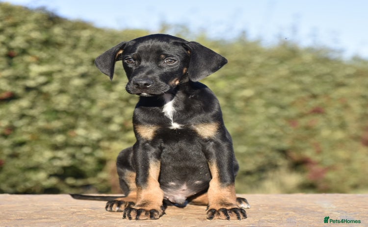 Mixed Breed dogs - Advert 7
