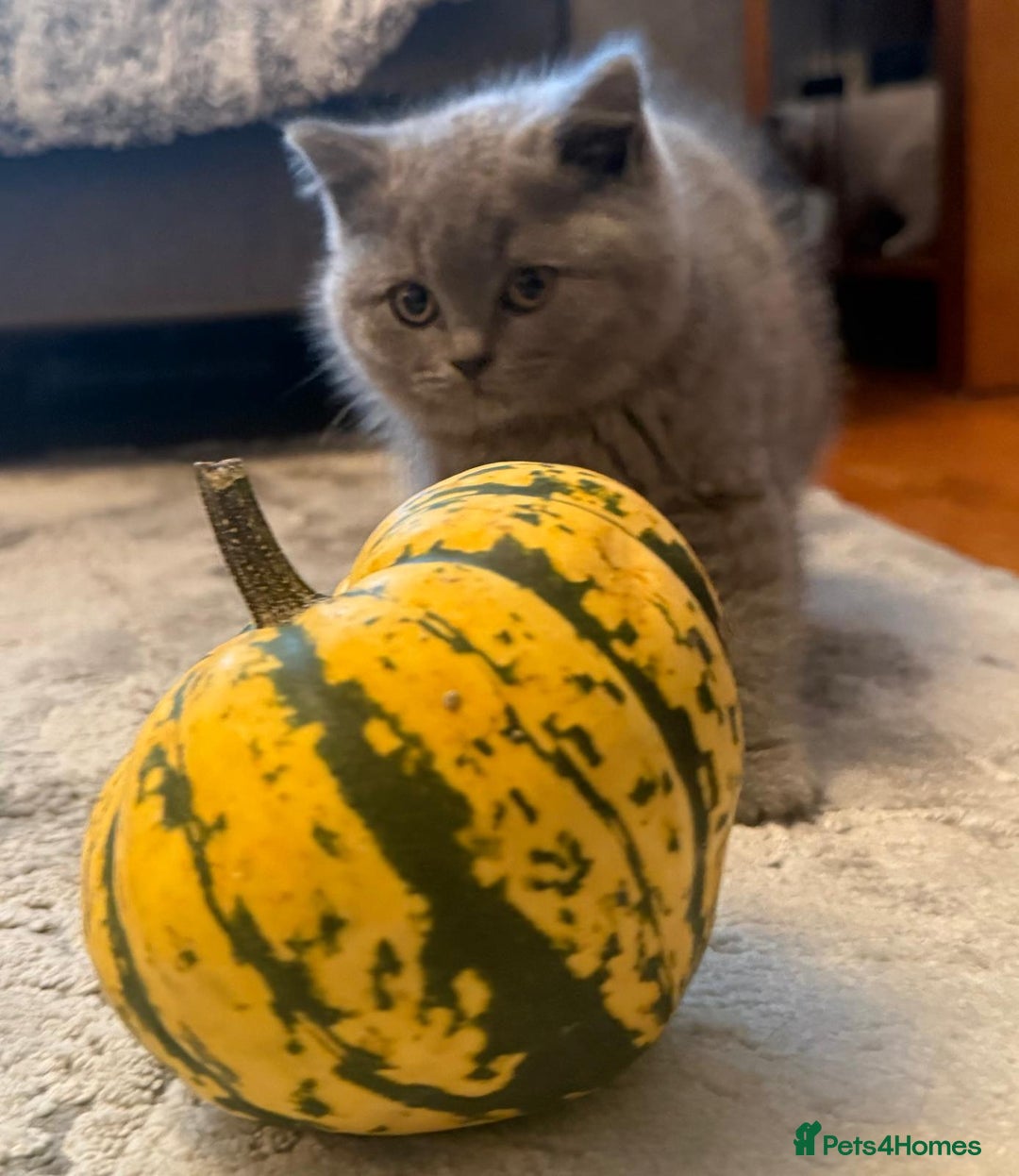 British Shorthair cats for sale: 💙GCCF MALE BSH KITTENS OUTSTANDING CHAMPION LINES - Image 26