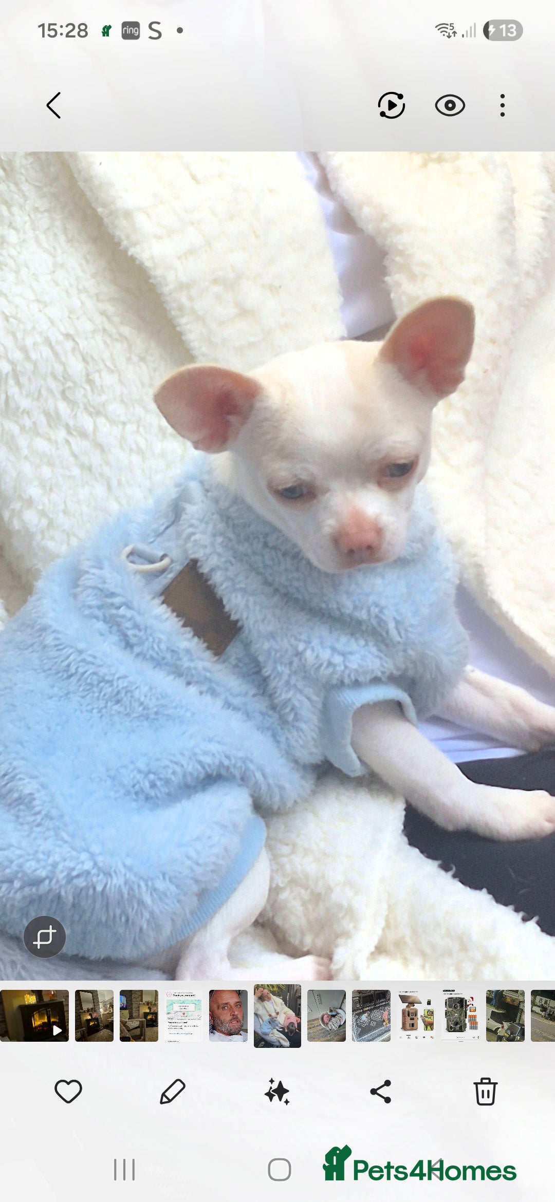 Chihuahua dogs Male white chihuhua 7mths  - Advert 1