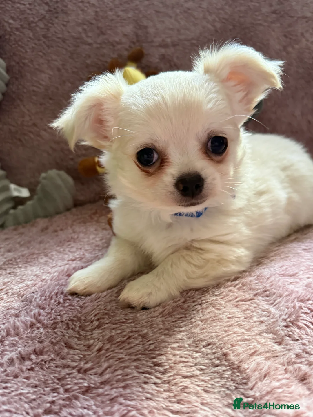 Chihuahua dogs for sale: Cream & White Long Coat Chihuahua Boys  in Cwmbran - Advert 2