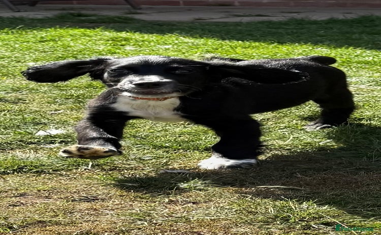 Sprocker dogs - Advert 12