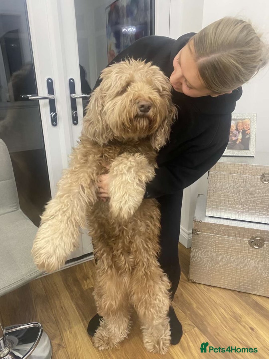 Goldendoodle dogs for sale: Multigenerational Puppies Licensed and Tested - Image 6