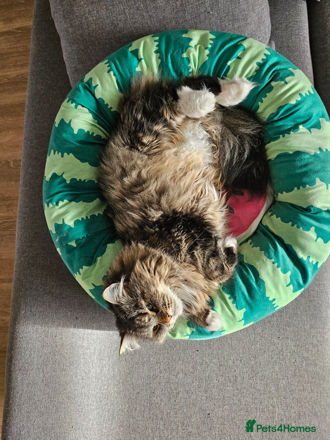 Siberian cats for sale: Retired Queen - Advert 3