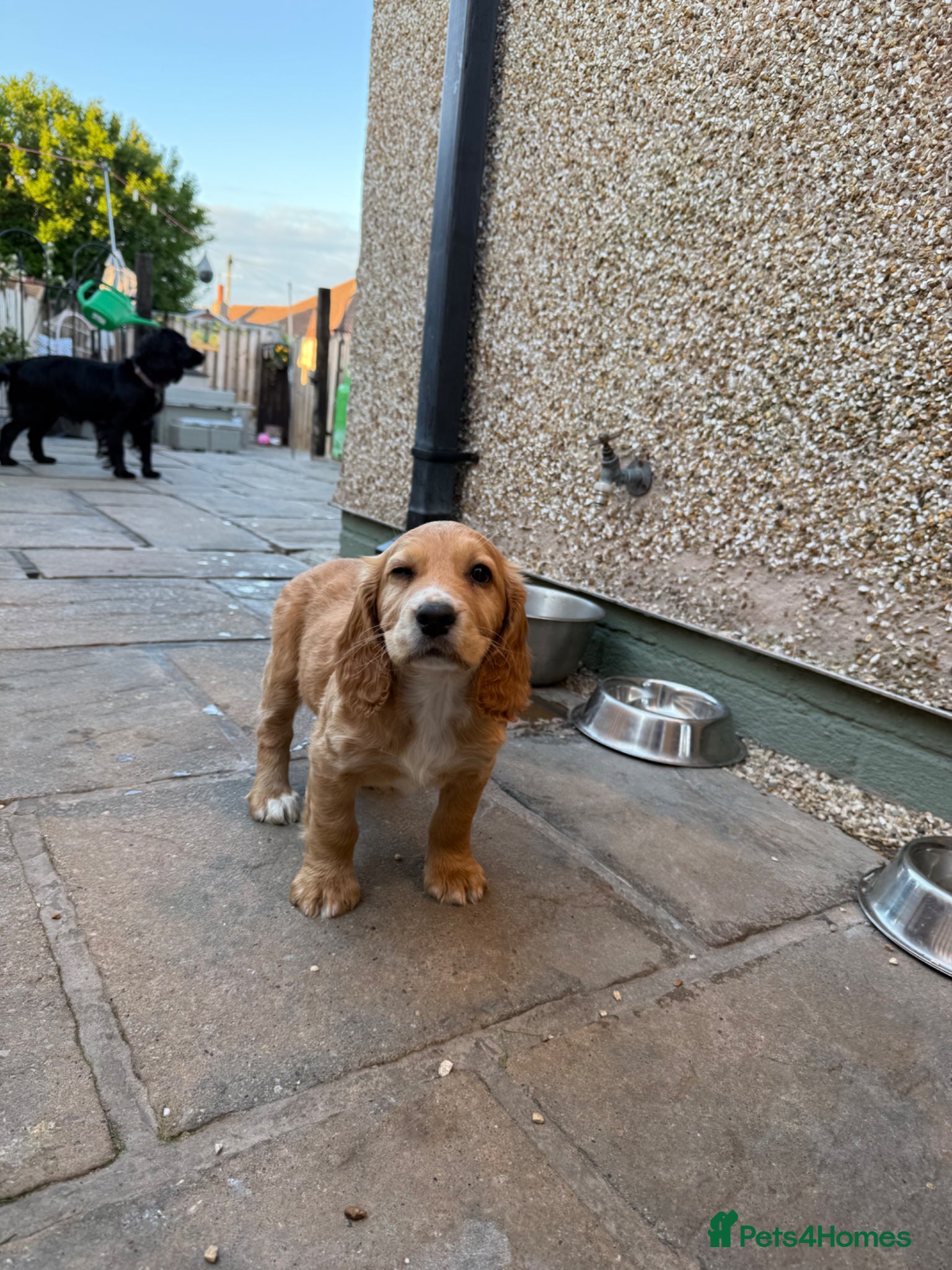 Cocker Spaniel dogs 1 boy left, ready to leave!! Working spaniel  - Advert 2