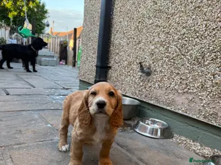 Cocker Spaniel dogs 1 boy left, ready to leave!! Working spaniel - Advert 2