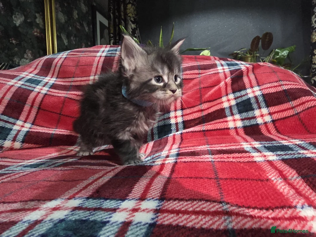 Maine Coon cats for sale: TICA registered Russian lineage Maine coon kittens - Advert 26