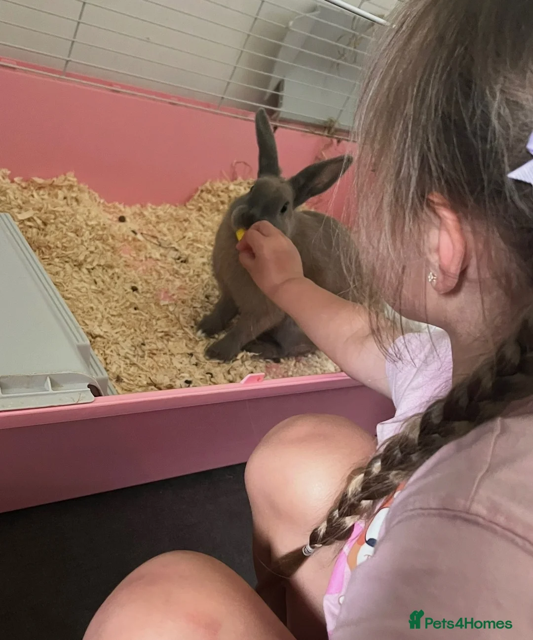 Mixed Breed rabbits for sale: Lovely rabbits looking for a new home 🐰❤️ - Advert 2