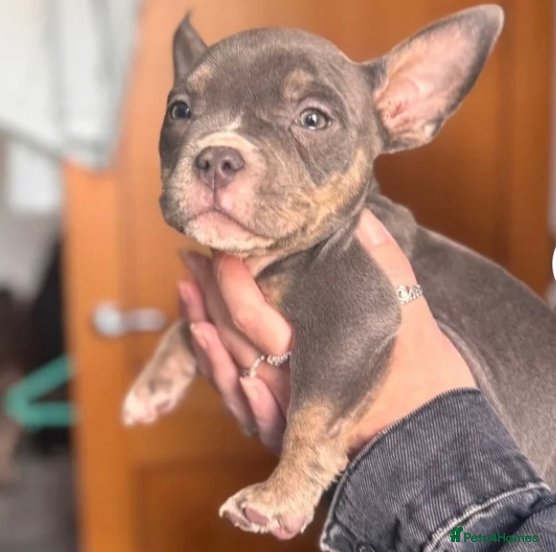 American Bully dogs for sale: Blue & lilac tri pocket bully’s  - Image 2