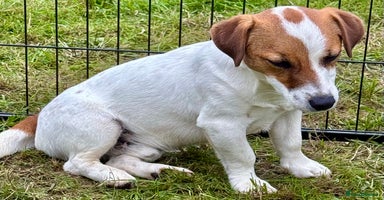 Jack Russell dogs - Advert 6