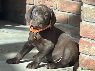 German Shorthaired Pointer dogs Boy and girls available - Advert 1