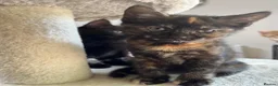 Mixed Breed cats for sale: Tortie kitten - Girl  - Advert 6
