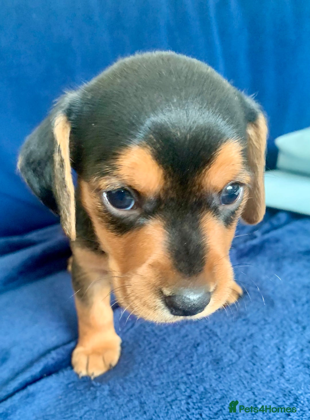 Mixed Breed dogs for sale: Miniature Dacshund/Miniature Yorkie ❤️❤️❤️ - Image 18