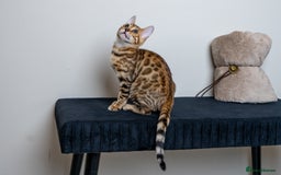 Bengal cats for sale: Stunning Bengal Girl- Top TICA pedigree- Ready NOW - Advert 19