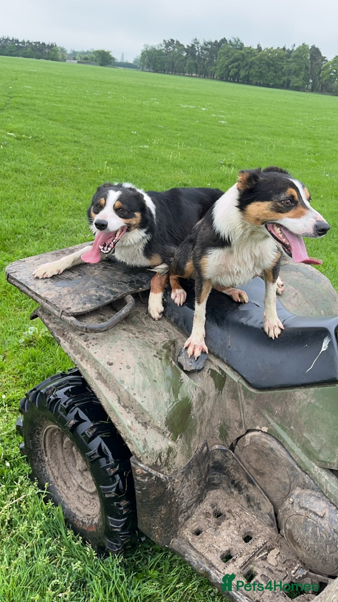Border Collie dogs for sale: Border collie puppies - Advert 7