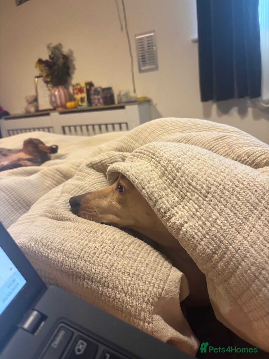 Dachshund dogs for sale: AD CURRENTLY ON HOLD  - Advert 8