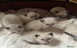 Ragdoll cats for sale: TICA Pedigree Ragdolls 💎✨ - Image 17