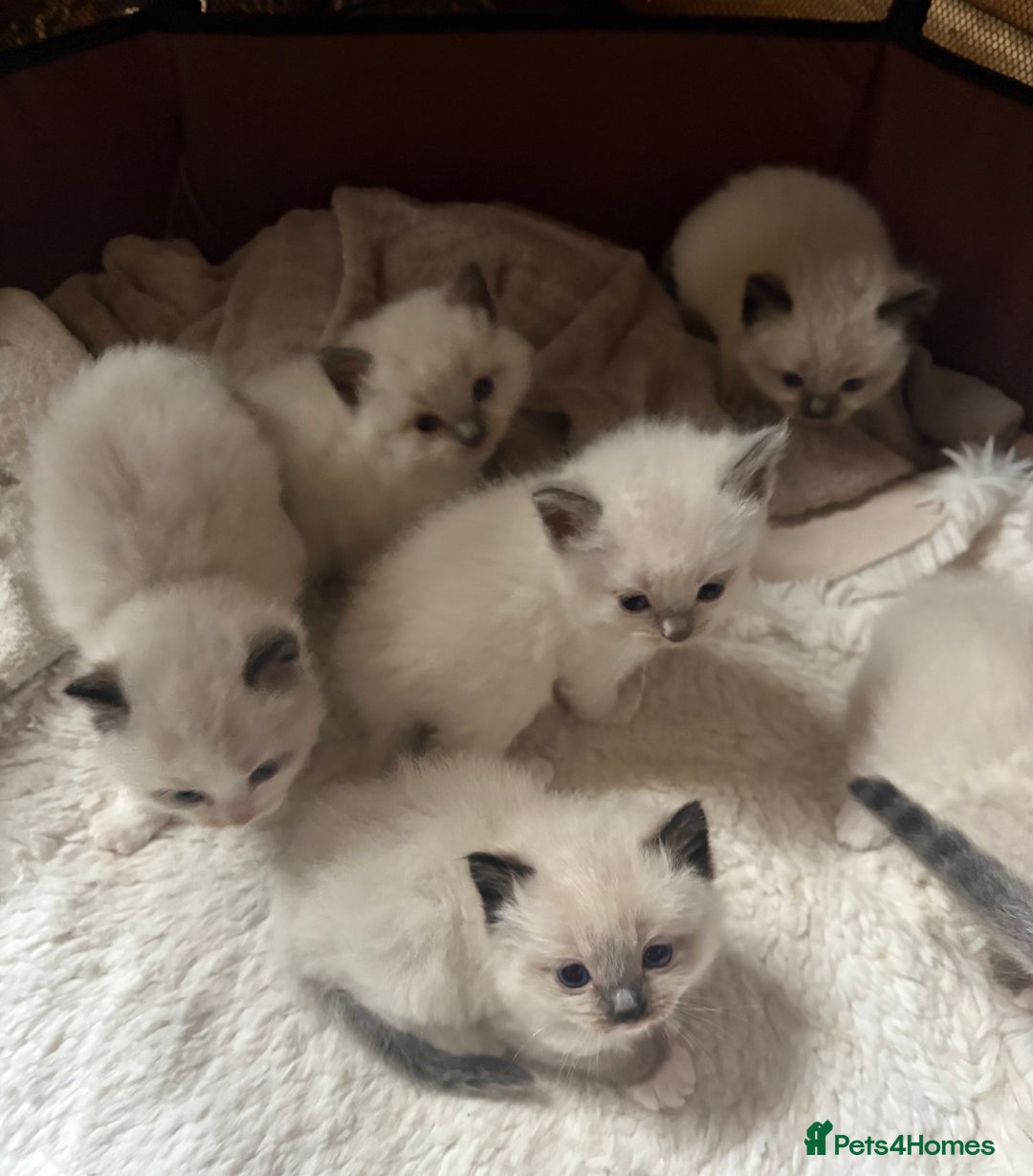 Ragdoll cats for sale: TICA Pedigree Ragdolls 💎✨ - Image 17