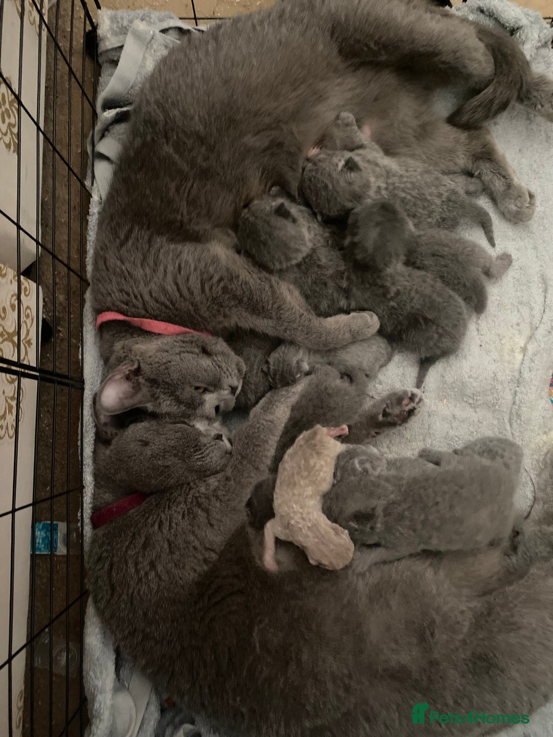 British Shorthair cats for sale: 7 Chunky British Blue Shorthair Kittens for Sale - Image 8