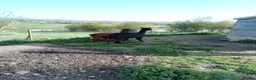 Alpaca livestock for sale: 2 adult females and 1 weanling males for sale - Advert 6