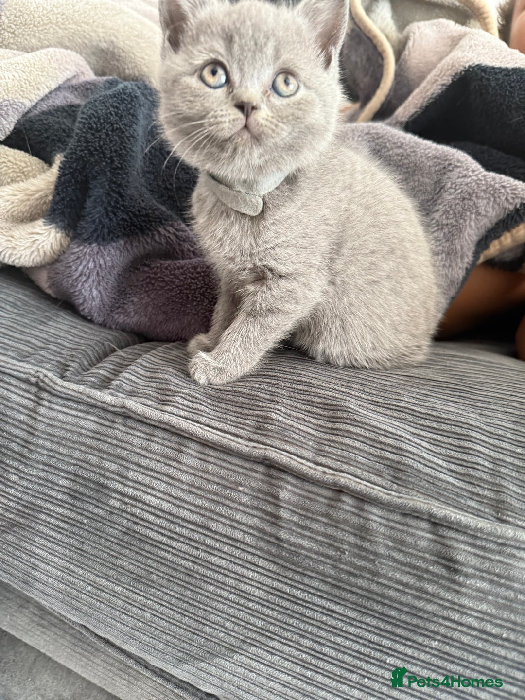 British Shorthair cats for sale: British shorthair kittens  - Image 7