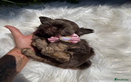 Shih Tzu dogs for sale: 💕Last Girl💕KC REG Imperial Shihtzu babydoll face - Image 20