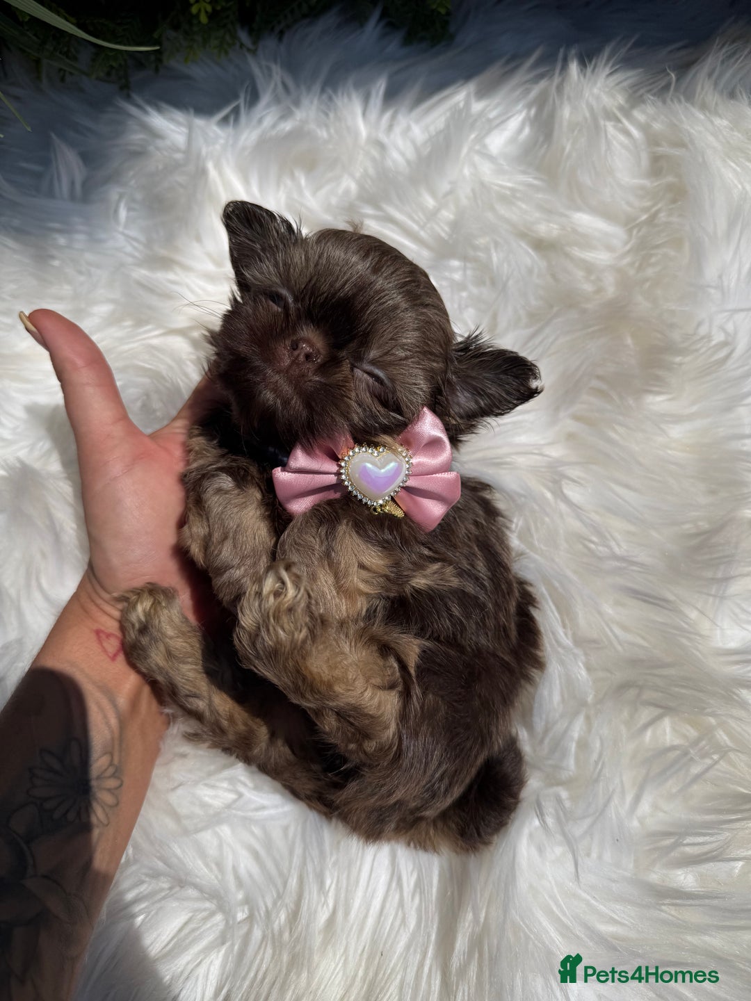 Shih Tzu dogs for sale: 💕Last Girl💕KC REG Imperial Shihtzu babydoll face - Image 20