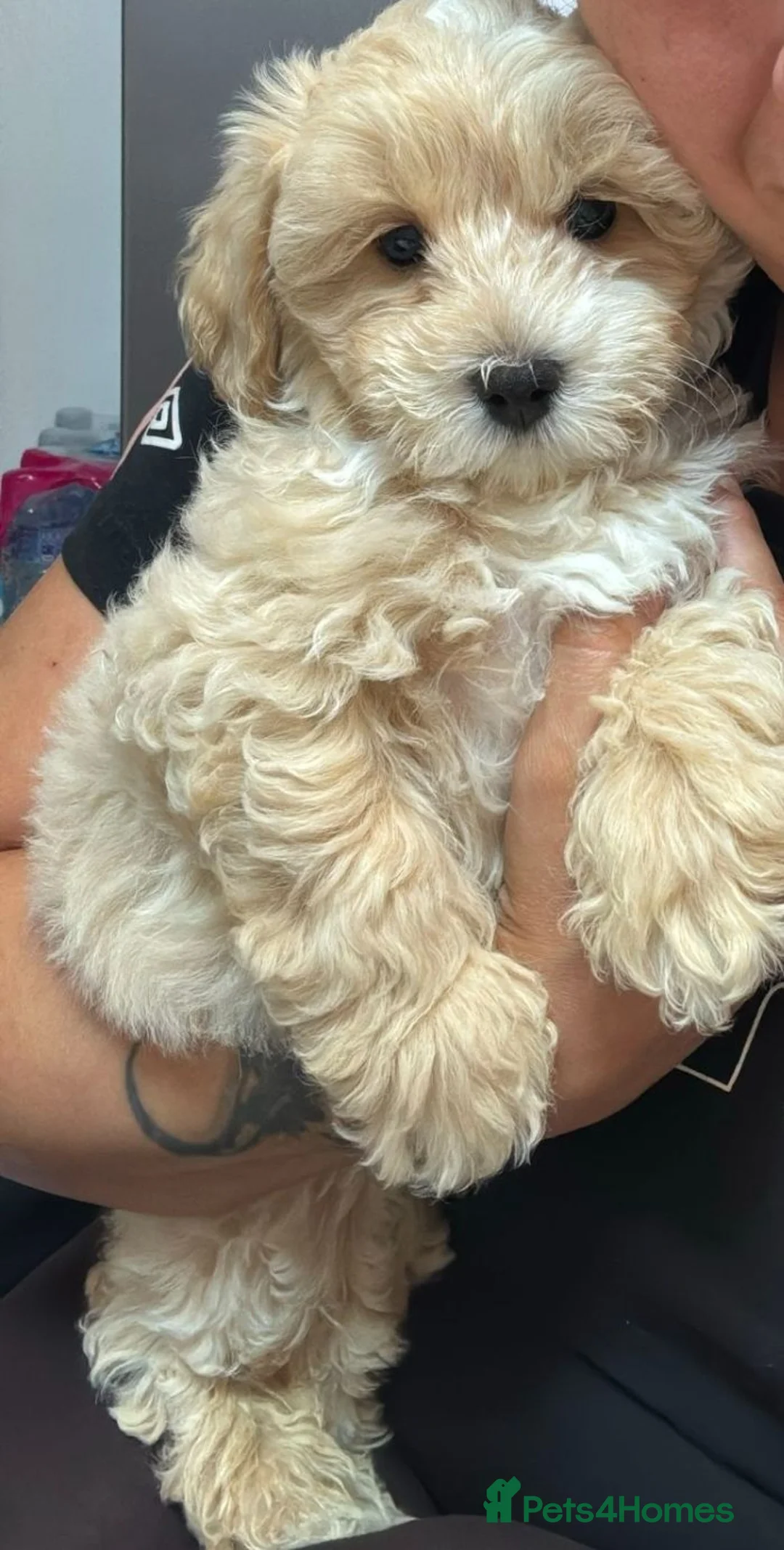 Poochon dogs for sale: Mrs Anca in Warrington - Advert 2