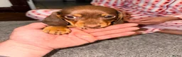Miniature Dachshund dogs for sale: Miniature dachshund puppies  in Bilston - Advert 29