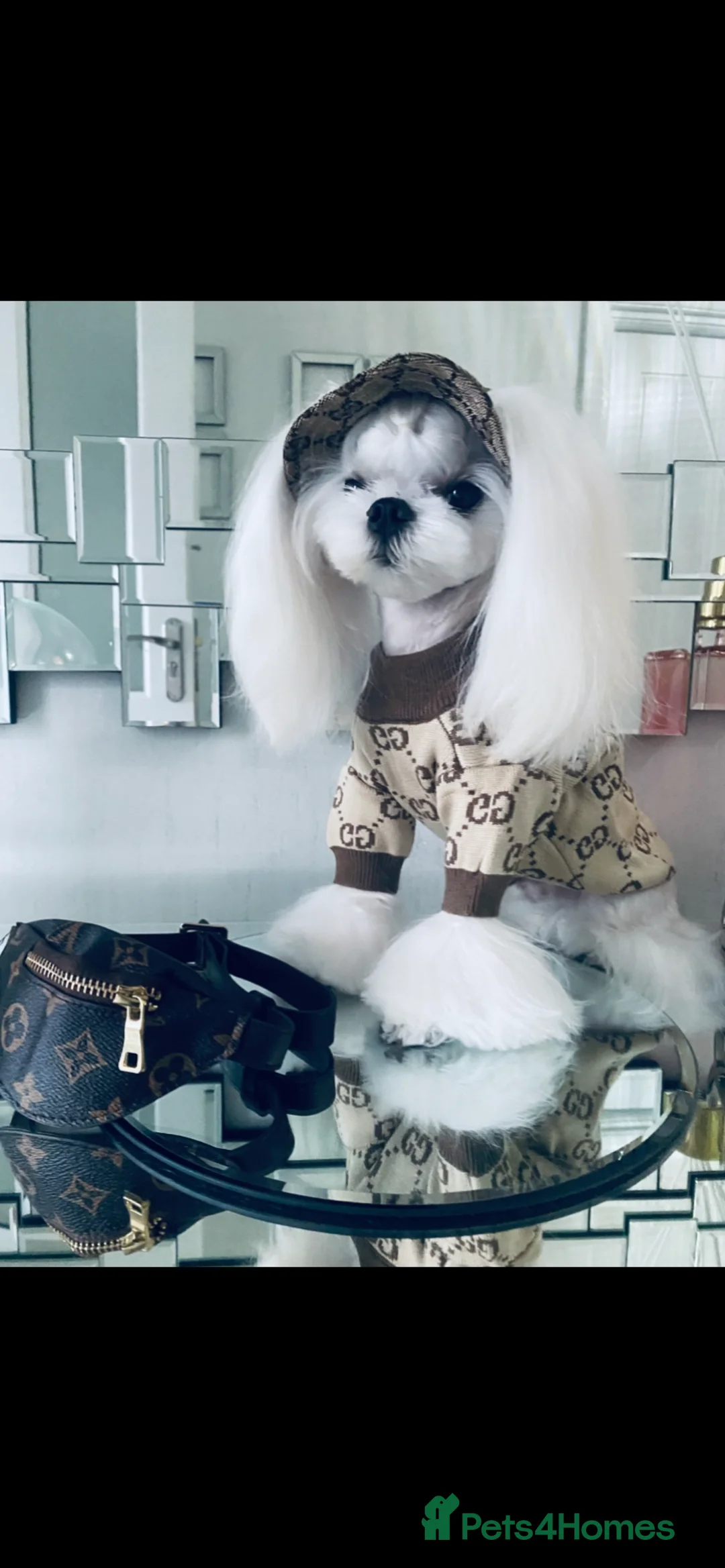 Maltese dogs for stud: 🤎DNA health tested Tiny Korean Maltese boy 🤎 - Advert 3