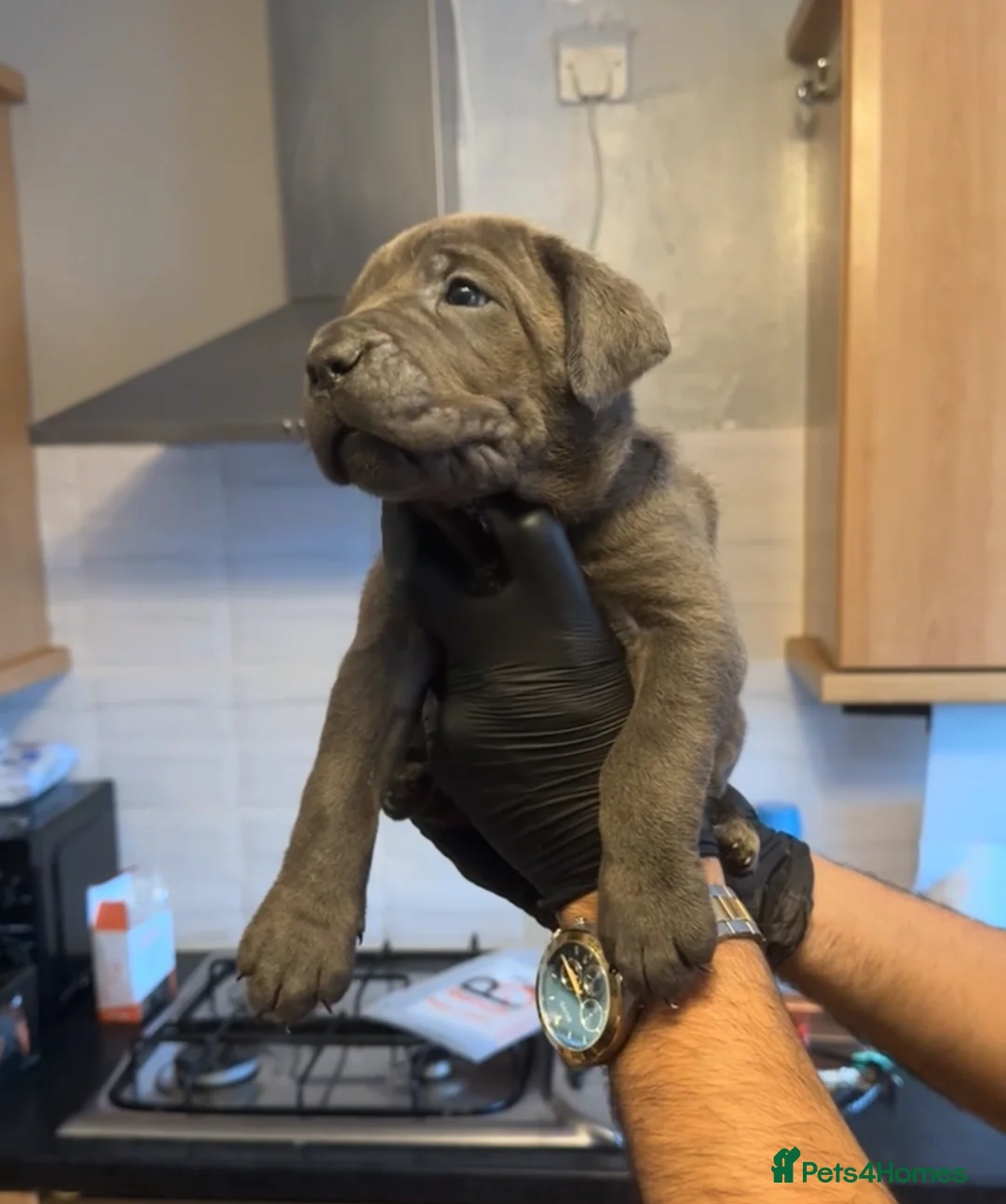 Cane Corso dogs for sale: Pure Blue Cane Corso puppies for sale - Advert 36