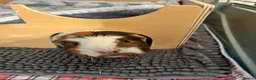 Guinea Pig rodents for sale: Female guinea pig - Advert 3
