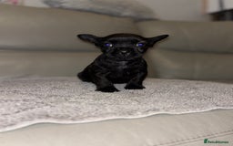 Mixed Breed dogs for sale: Rare Frenchie and Yorkie Mix litter - Image 6