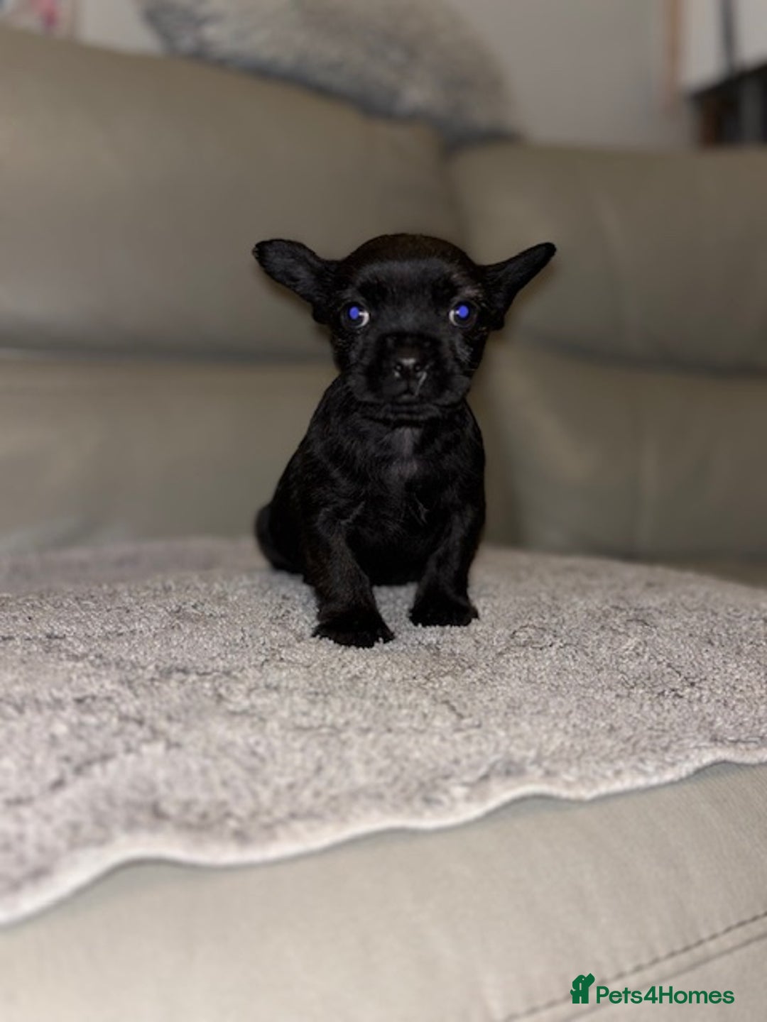 Mixed Breed dogs for sale: Rare Frenchie and Yorkie Mix litter - Image 6