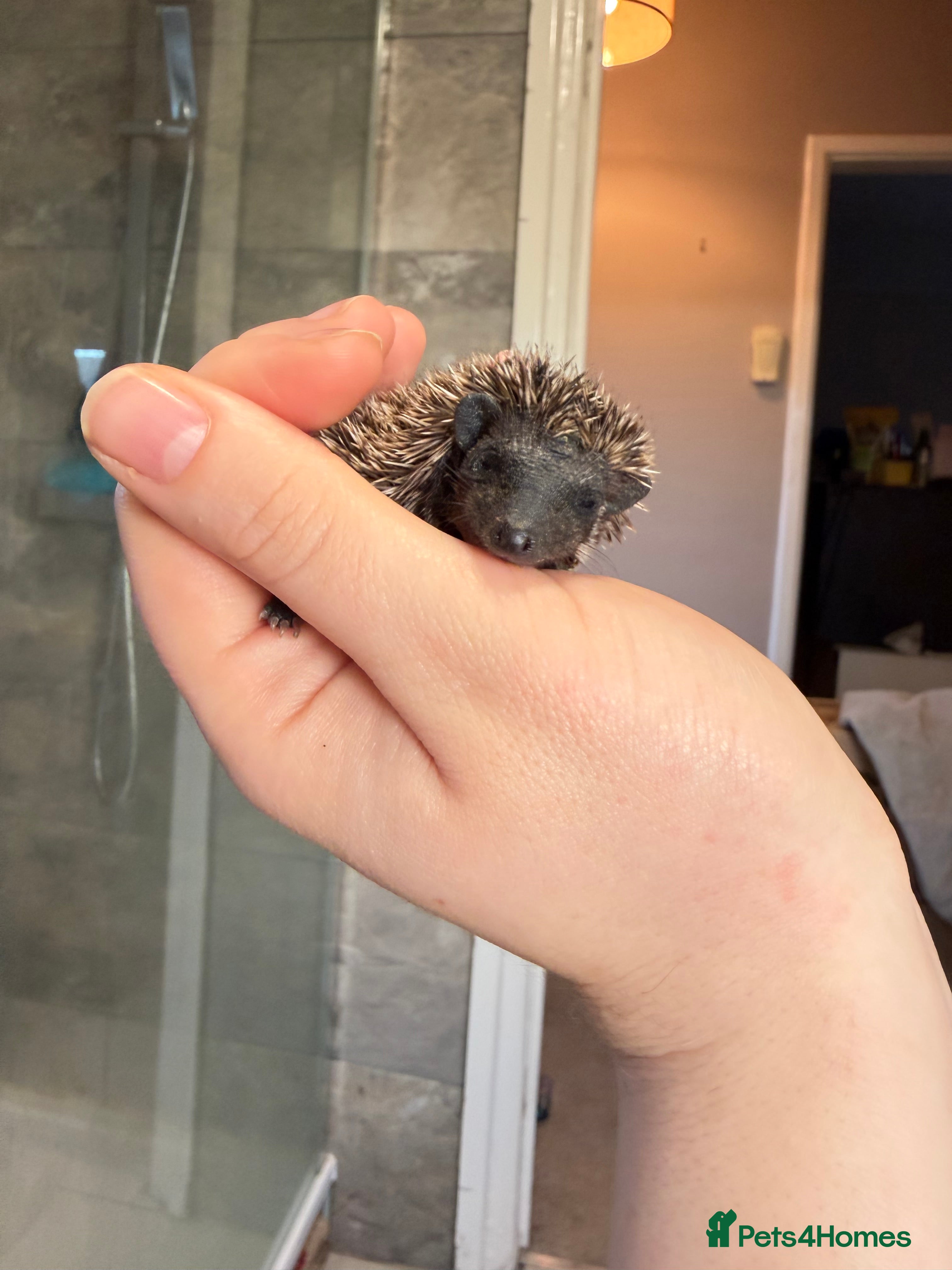 Pygmy Hedgehog rodents African Pygmy hogs 2 left to reserve.   - Advert 2