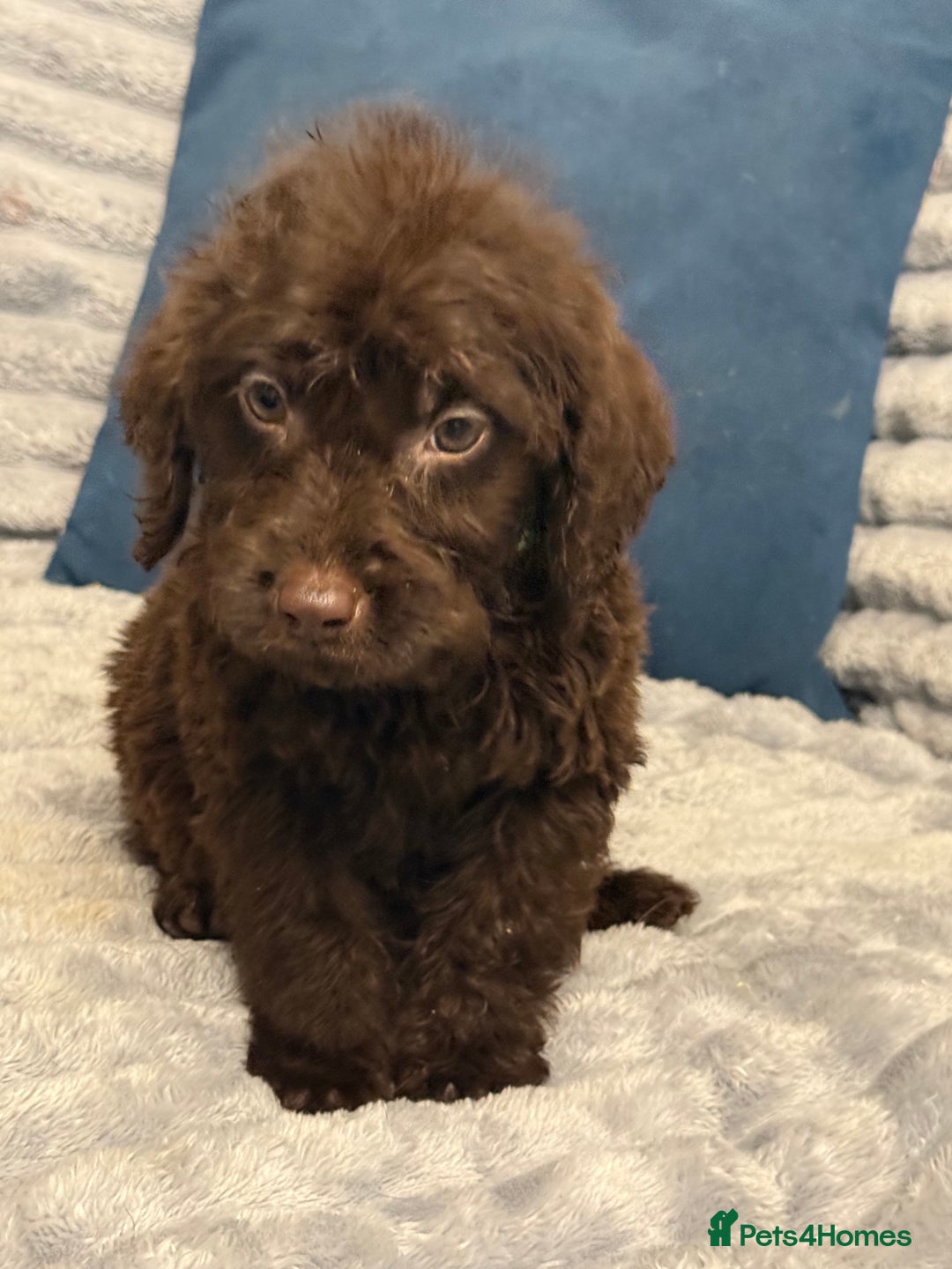 Labradoodle dogs for sale: F1 labradoodle pups  - Advert 11