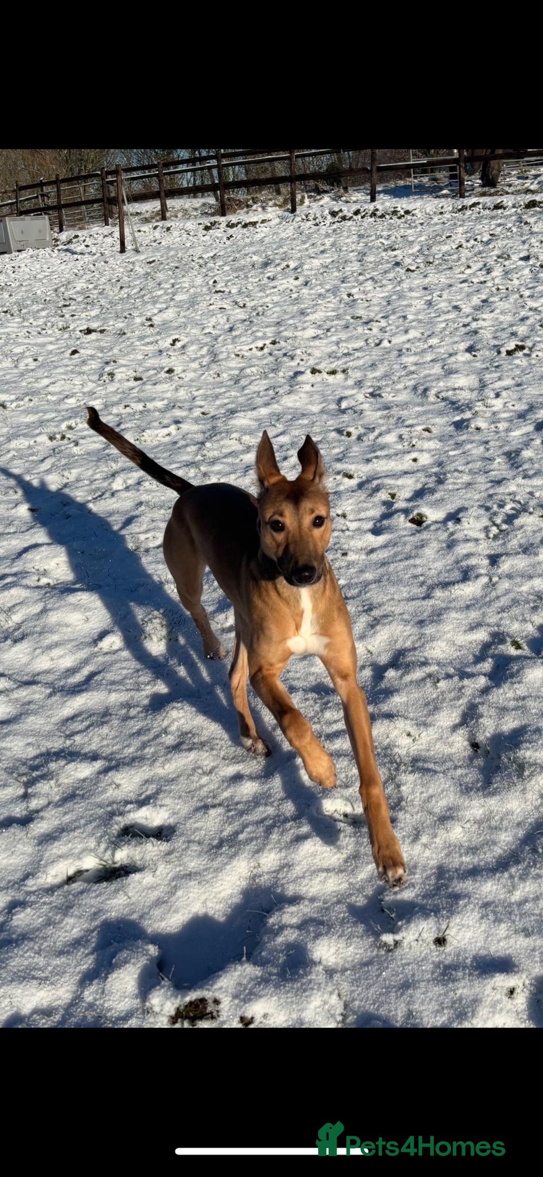 Mixed Breed dogs for sale: Whippet x Collie - Advert 4