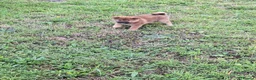 Japanese Shiba Inu dogs for sale: Japan Shiba inu  - Advert 9