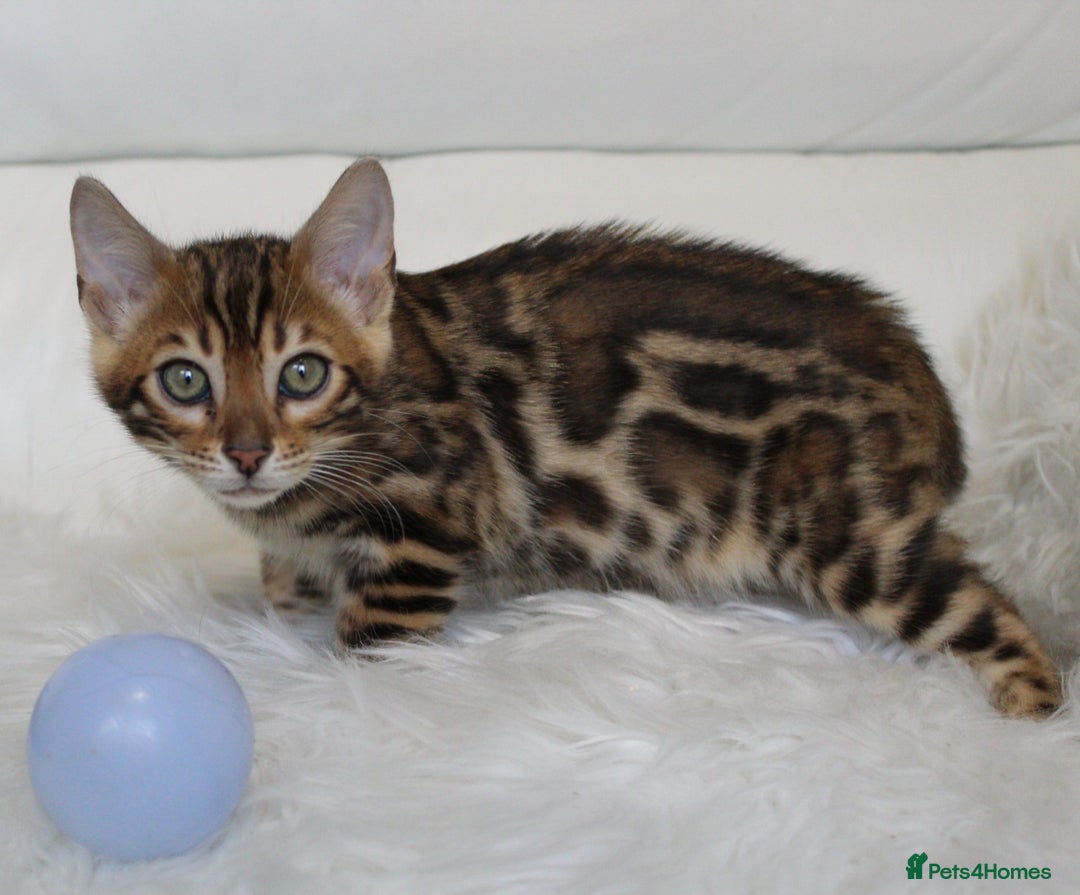 Bengal cats for sale: Beautiful Bengal kittens - Image 8